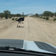 An ostrich can do better than 40 mph if it really wants to!